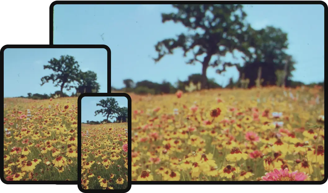 Smartphones fangen eine malerische Wildblumenwiese mit Bäumen ein